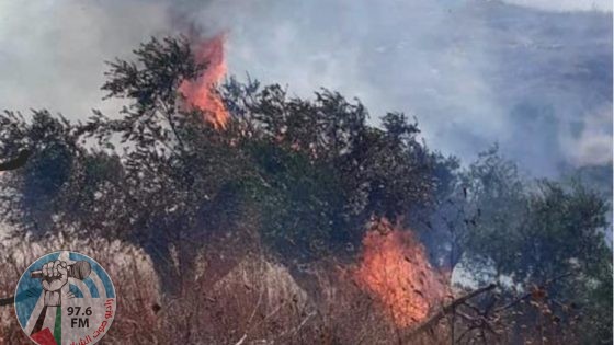 مستوطنون يحرقون بيتا زراعيا وبركسا في الزاوية غرب سلفيت