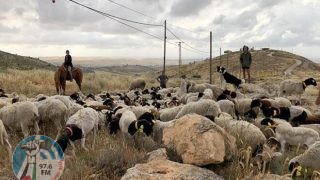 مستوطنون يواصلون رعي أغنامهم في أراضي المنية جنوب شرق بيت لحم ويتلفون مزروعات