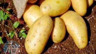 خصائص البطاطس وفوائدها