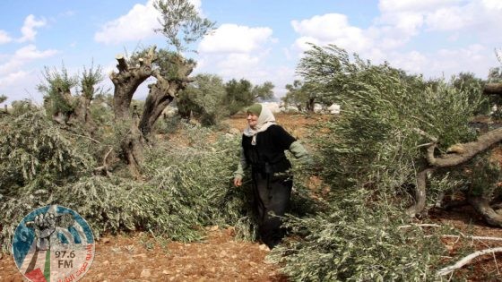 مستوطنون يقتلعون ويكسرون عشرات أشجار الزيتون شرق طولكرم