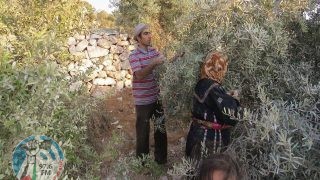مستوطنون يعتدون على منازل المواطنين ويقتلعون أشجار زيتون في الخليل