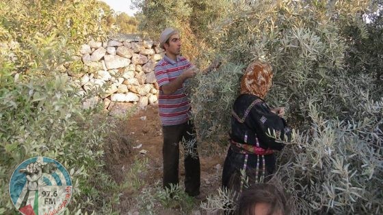 مستوطنون يعتدون على منازل المواطنين ويقتلعون أشجار زيتون في الخليل