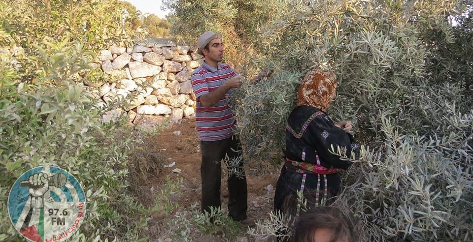 مستوطنون يعتدون على منازل المواطنين ويقتلعون أشجار زيتون في الخليل