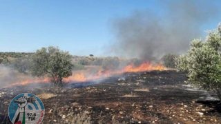 الاحتلال يقتلع مئات أشجار الزيتون واللوزيات في دير استيا غرب سلفيت