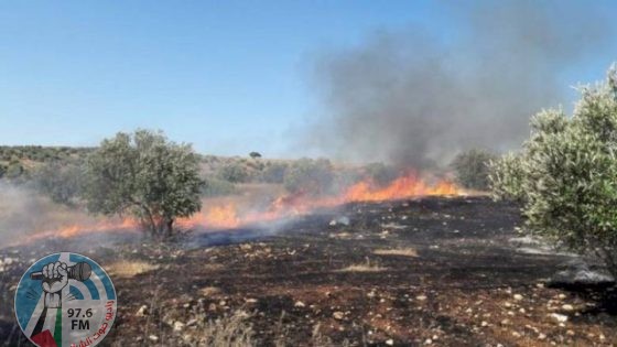 الاحتلال يقتلع مئات أشجار الزيتون واللوزيات في دير استيا غرب سلفيت