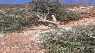 مستوطنون يكسرون 12 شجرة زيتون في دير استيا