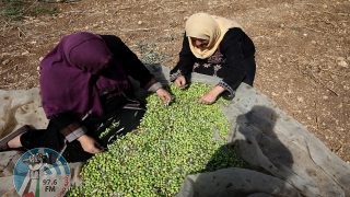 "الزراعة": بدء موسم قطف الزيتون في العاشر من الشهر المقبل