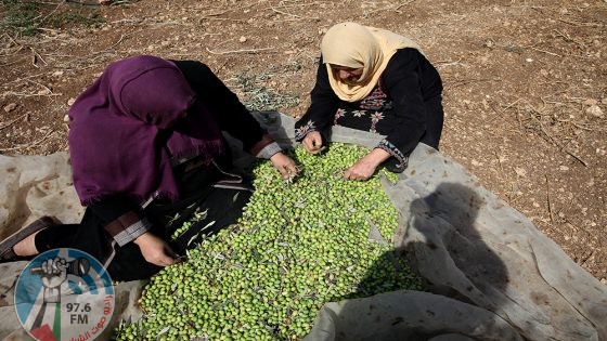 "الزراعة": بدء موسم قطف الزيتون في العاشر من الشهر المقبل