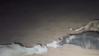 نفوق أغنام بسموم وضعها مستوطنون في عرب المليحات بأريحا