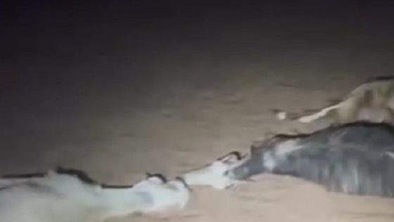 نفوق أغنام بسموم وضعها مستوطنون في عرب المليحات بأريحا