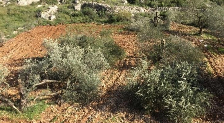 الاحتلال يقتلع أشجار زيتون في كفر الديك