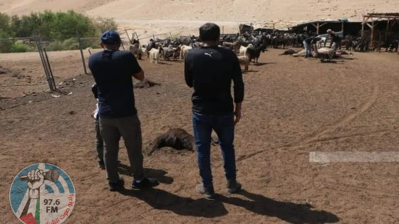 مستوطنون يسممون أغناما للمواطنين شرق الخليل