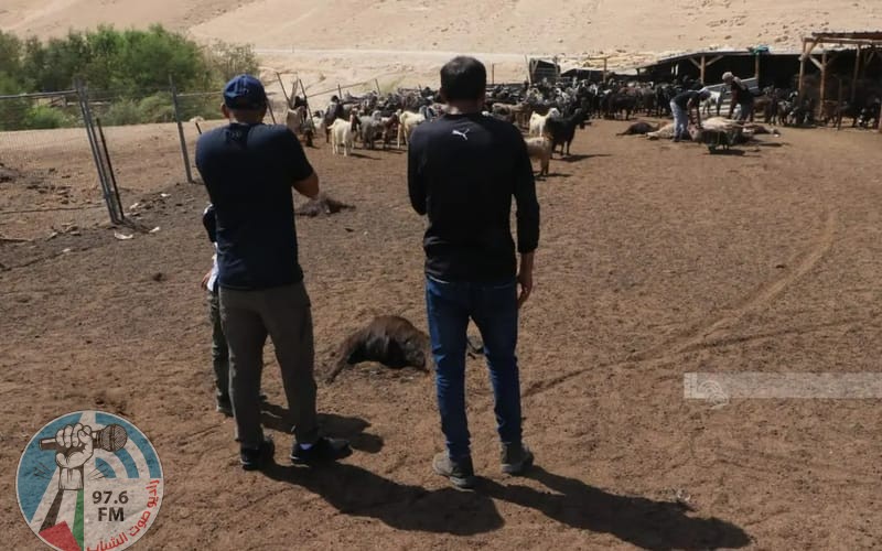 مستوطنون يسممون أغناما للمواطنين شرق الخليل
