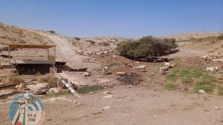 الاحتلال يلاحق الرعاة ويرهب المواطنين في منطقة المالح بالأغوار الشمالية