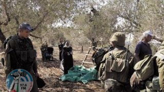 الاحتلال يجبر قاطفي الزيتون على مغادرة حقولهم في بيت فوريك