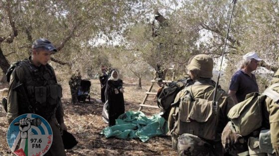 الاحتلال يجبر قاطفي الزيتون على مغادرة حقولهم في بيت فوريك