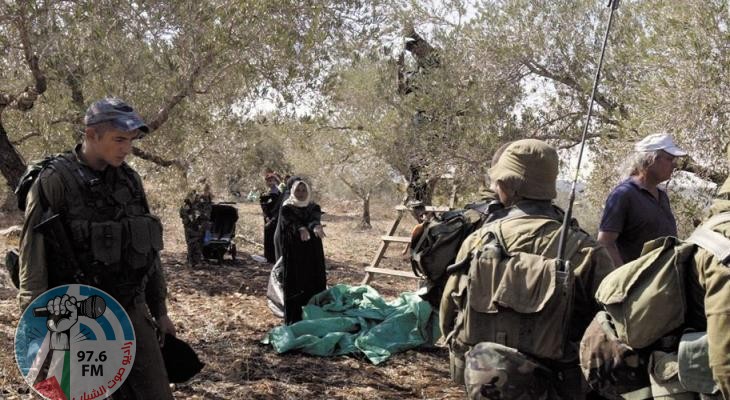 الاحتلال يجبر قاطفي الزيتون على مغادرة حقولهم في بيت فوريك