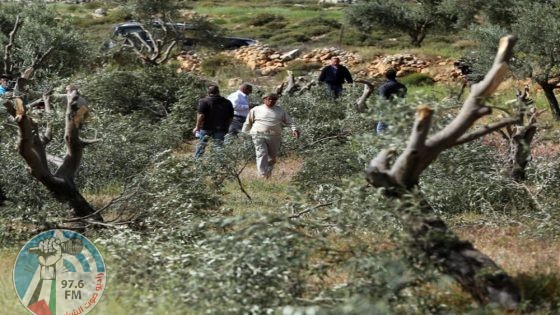 مستعمرون يهاجمون قاطفي الزيتون في المغير وترمسعيا