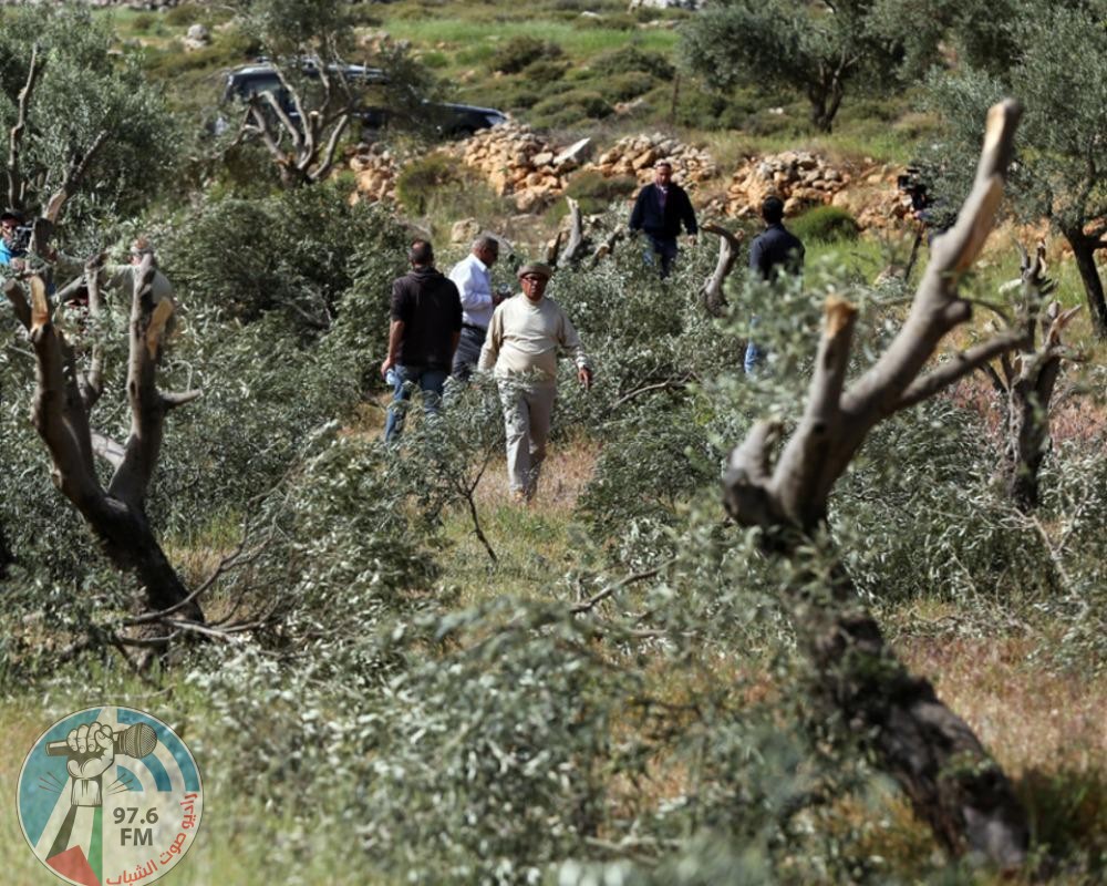 مستعمرون يهاجمون قاطفي الزيتون في المغير وترمسعيا