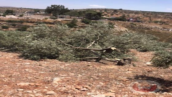 مستوطنون يسرقون ثمار زيتون ومعدات زراعية من أراضي غرب سلفيت