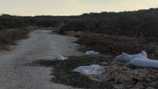 جيش الاحتلال يعتدي على المزارعين ويدمر محصول الزيتون شرق قلقيلية