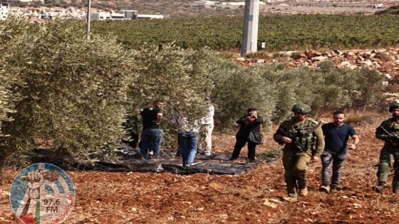 مستعمرون يعتدون على قاطفي الزيتون في كيسان شرق بيت لحم