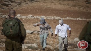 تقرير: معاناة المزارعين في موسم قطاف الزيتون هذا العام أشد قسوة