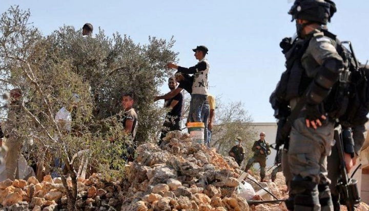 الاحتلال يمنع المزارعين من قطف ثمار الزيتون في برقة شمال غرب نابلس