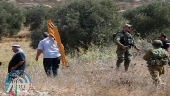 مستعمرون يعتدون على المواطنين أثناء قطفهم الزيتون جنوب نابلس