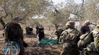 مستوطنون يعتدون على راعي أغنام ويسرقون ثمار الزيتون في مسافر يطا