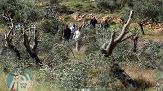 مستوطنون يهاجمون قاطفي الزيتون ويجبرونهم على مغادرة أراضيهم في سبسطية
