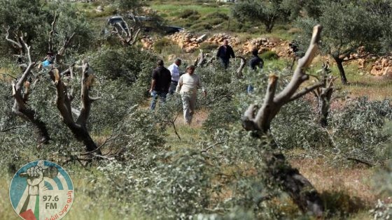 مستوطنون يهاجمون قاطفي الزيتون ويجبرونهم على مغادرة أراضيهم في سبسطية