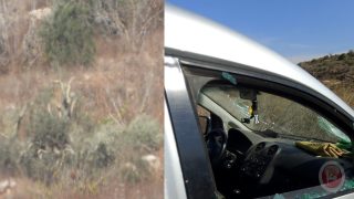 مستوطنون يقطعون 60 شجرة زيتون ويحطمون مركبة شرق سلفيت