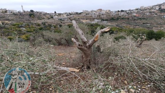 مستعمرون يقطعون نحو 100 شجرة زيتون في ياسوف شرق سلفيت