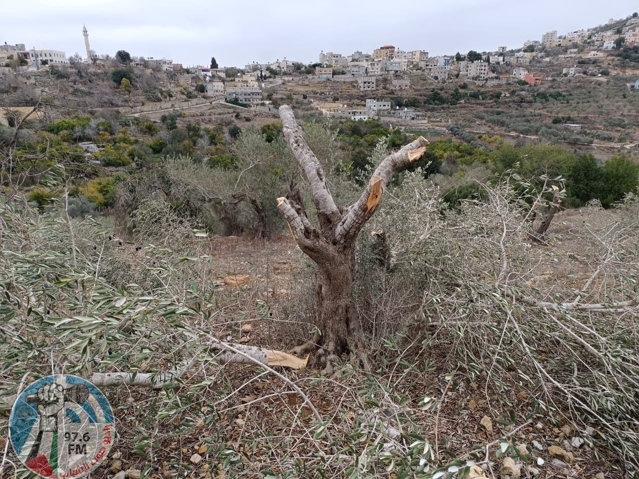 مستعمرون يقطعون نحو 100 شجرة زيتون في ياسوف شرق سلفيت