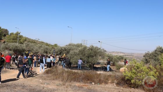 عزيمة ونجاح وأمل- استمرار أعمال الحملة الوطنية لموسم قطف الزيتون “الفزعة”