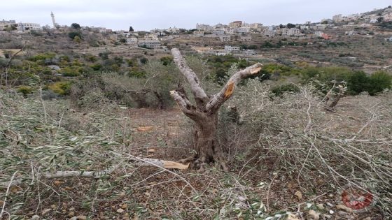 مستوطنون يقطعون عشرات أشجار الزيتون المعمرة في قرية ياسوف شرق سلفيت