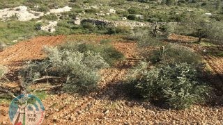 مستوطنون يقتلعون أشجار زيتون بمسافر يطا جنوب الخليل