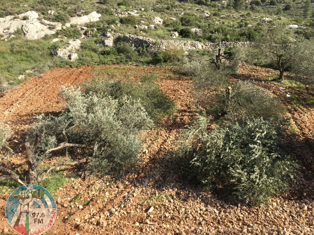 مستوطنون يقتلعون أشجار زيتون بمسافر يطا جنوب الخليل