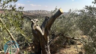 مستوطنون يقطعون أشجارا في نحالين غرب بيت لحم