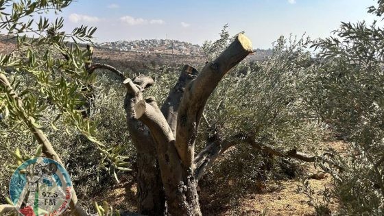 مستوطنون يقطعون أشجارا في نحالين غرب بيت لحم