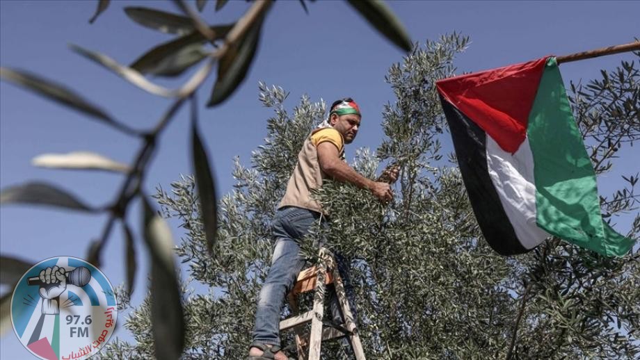 الاحتلال ومستوطنوه يعتدون على المزارعين ويمنعونهم قطف ثمار الزيتون غرب الخليل