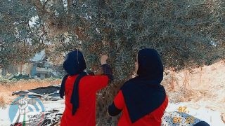 الاحتلال يمنع المواطنين من قطف الزيتون في تل الرميدة وسط الخليل