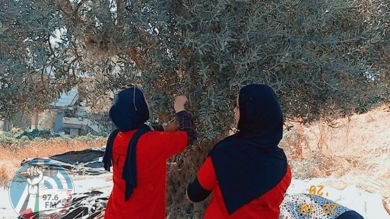 الاحتلال يمنع المواطنين من قطف الزيتون في تل الرميدة وسط الخليل