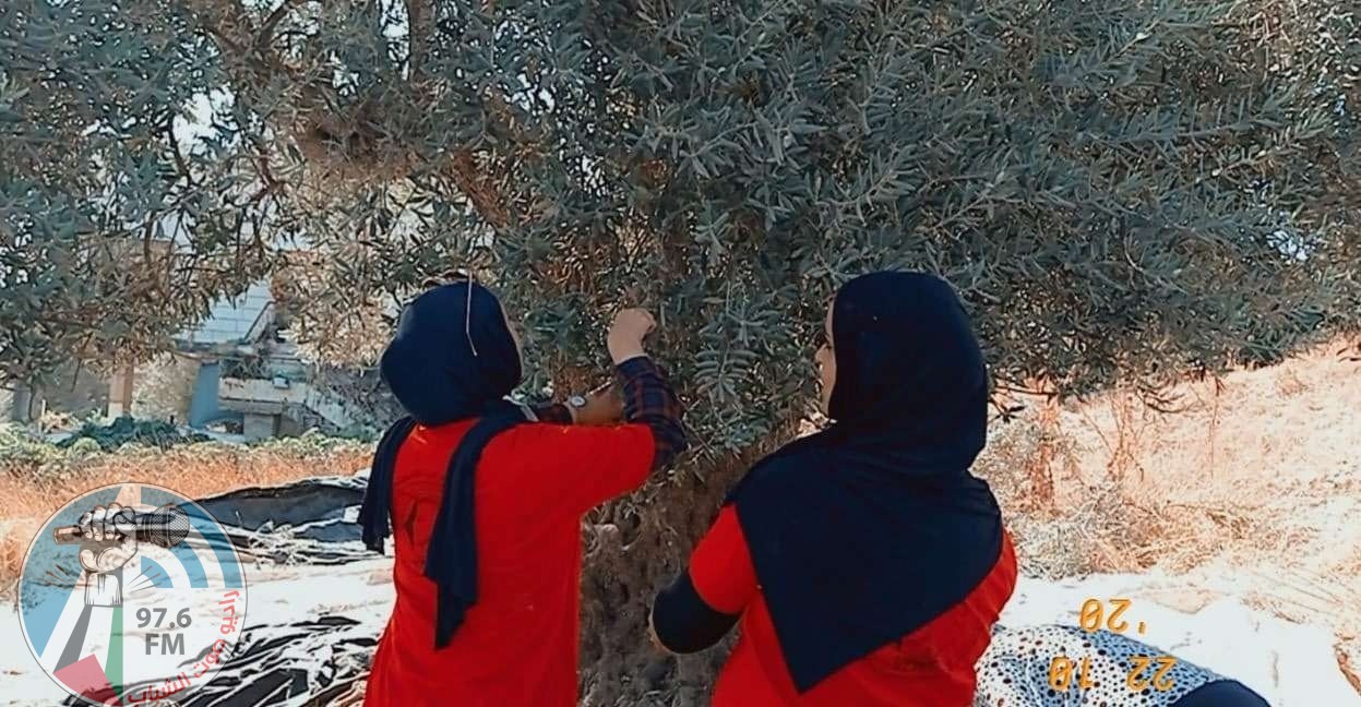 الاحتلال يمنع المواطنين من قطف الزيتون في تل الرميدة وسط الخليل