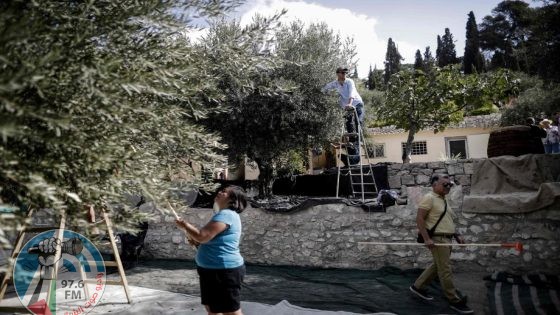 مستوطنون يسرقون ثمار الزيتون في المغير شمال شرق رام الله
