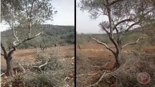 مستوطنون يقطعون 15 شجرة زيتون شرق سلفيت