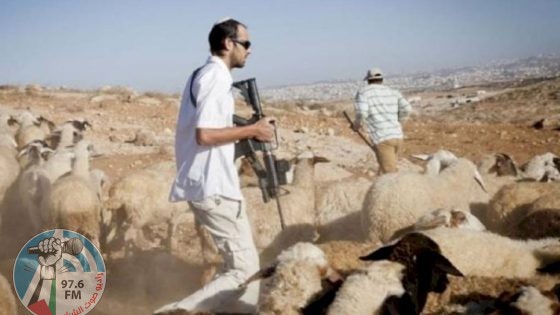 مستعمرون يرعون أغنامهم في أراضي المواطنين شمال أريحا