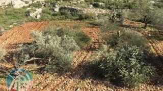 الاحتلال يقتلع أشجارا ويستولي على جرافة جنوب نابلس