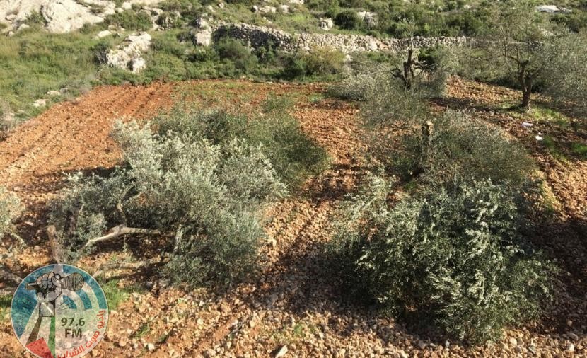 الاحتلال يقتلع أشجارا ويستولي على جرافة جنوب نابلس